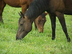 2008_0921BF